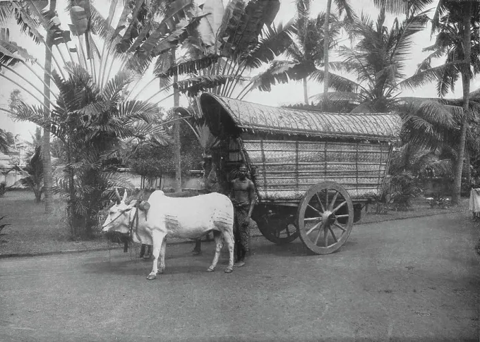 Framed Print : A Ceylon Bullock Cart, c1890, (1910). Artist: Alfred William Amandus Plate Framed Print : A Ceylon Bullock Cart, c1890, (1910). Artist: Alfred William Amandus Plate