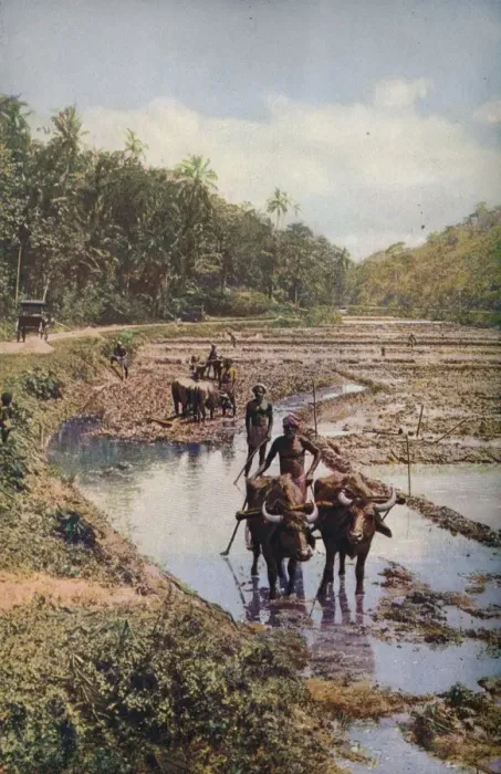 Framed Print : Ceylon... c1920. Artist: Underwood Framed Print : Ceylon... c1920. Artist: Underwood