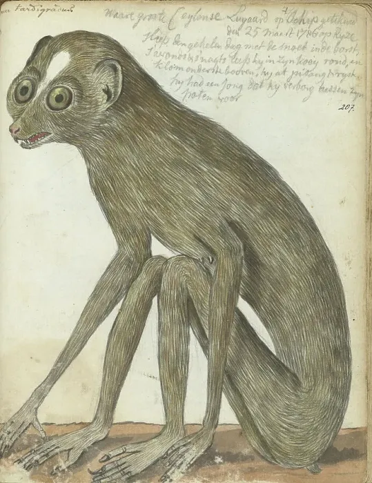 Framed Print : Ceylon sloth, 1786. Creator: Jan Brandes Framed Print : Ceylon sloth, 1786. Creator: Jan Brandes