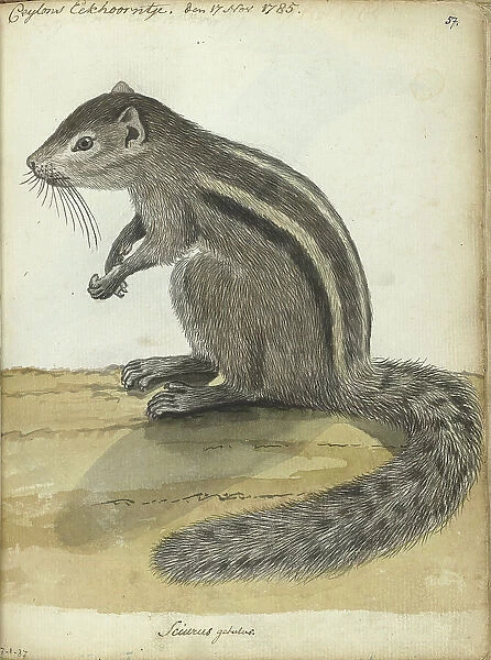 Ceylon squirrel, (Atlantoxerus getulus), 1785. Creator: Jan Brandes