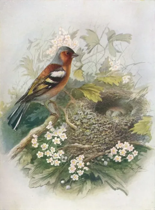 Framed Print : Chaffinch - Fringil la coe lebs, c1910, (1910). Artist: George James Rankin Framed Print : Chaffinch - Fringil la coe lebs, c1910, (1910). Artist: George James Rankin