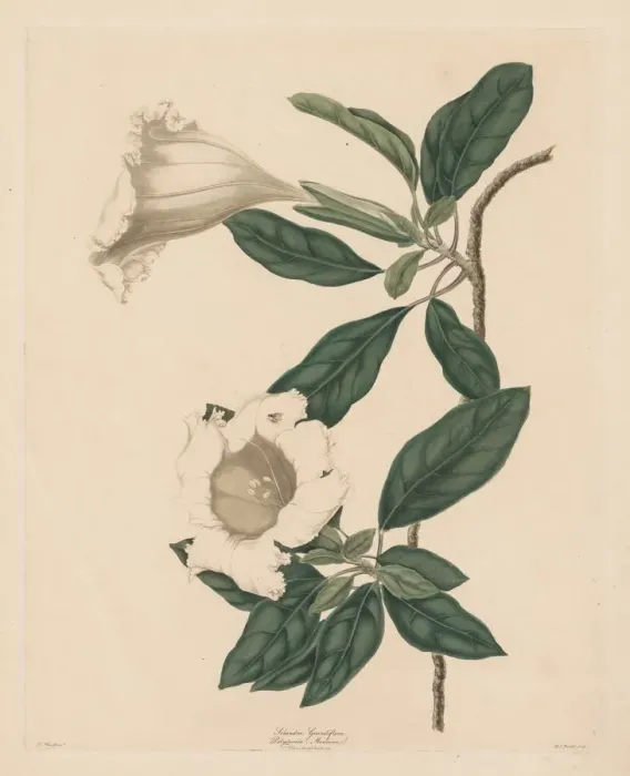 Framed Print : Chalice Vine, 1790. Creator: Maria Catharina Prestel (German, 1747-1794)
