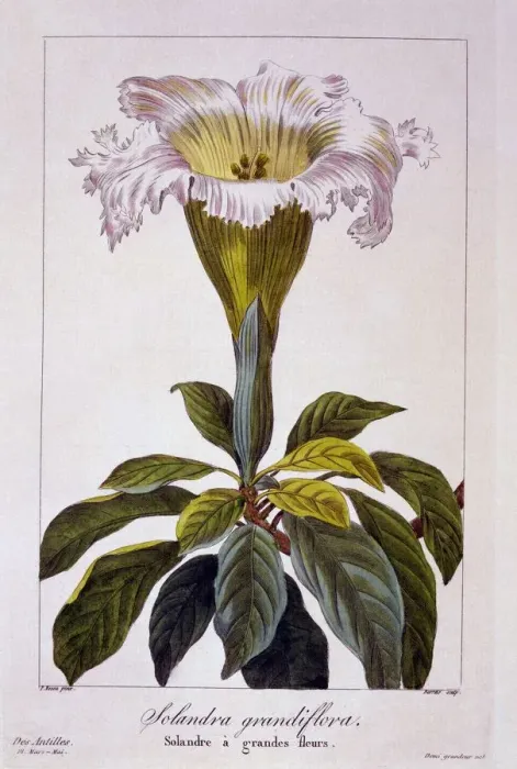 Framed Print : Chalice Vine, pub. 1836. Creator: Panacre Bessa (1772-1846) Framed Print : Chalice Vine, pub. 1836. Creator: Panacre Bessa (1772-1846)