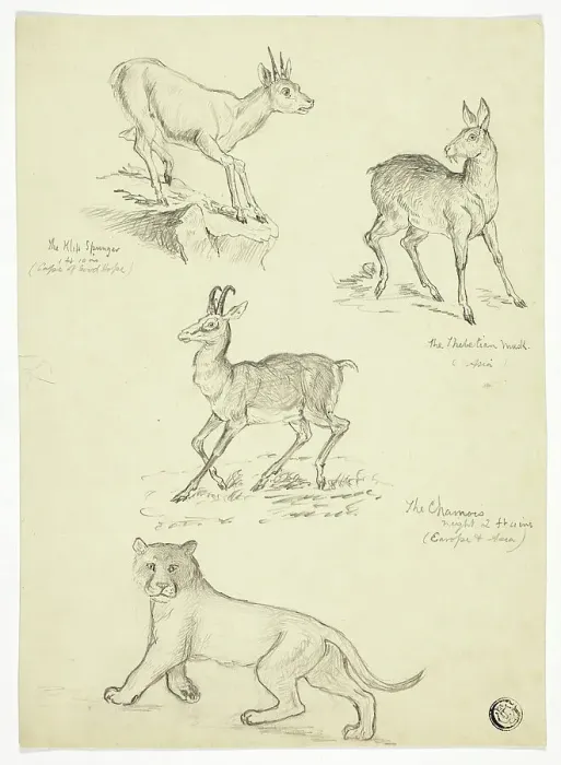 Framed Print : Chamois, Musk, Klipbok and Lion, n.d. Creators: Thomas Uwins, Samuel Howett Framed Print : Chamois, Musk, Klipbok and Lion, n.d. Creators: Thomas Uwins, Samuel Howett
