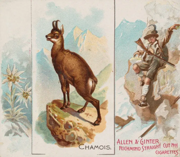 Framed Print : Chamois, from Quadrupeds series (N41) for Allen & Ginter Cigarettes, 1890 Framed Print : Chamois, from Quadrupeds series (N41) for Allen & Ginter Cigarettes, 1890