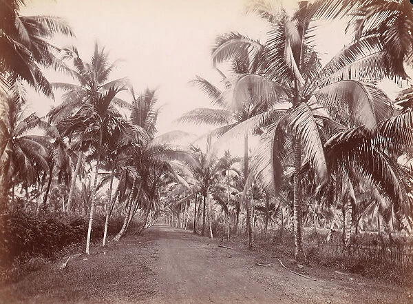 Chancery Lane, 1860s-70s. [Palm trees]. Creator: Unknown