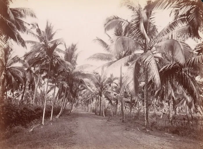 Framed Print : Chancery Lane, 1860s-70s. [Palm trees]. Creator: Unknown