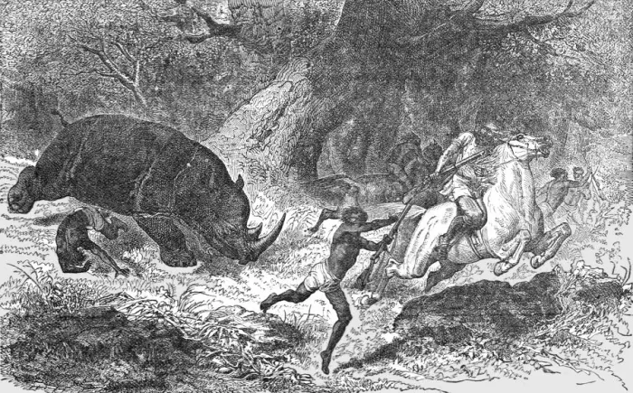 Framed Print : Charge of the Black Rhinoceros; Life in a South African Colony, 1875. Creator: Unknown Framed Print : Charge of the Black Rhinoceros; Life in a South African Colony, 1875. Creator: Unknown
