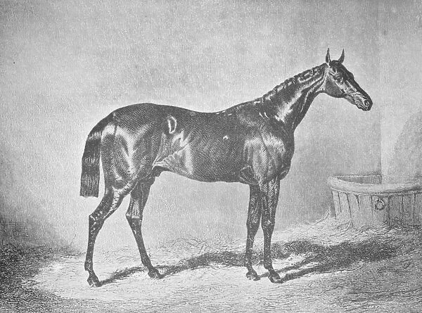 Charles XII, Winner of the St. Leger 1839, (1911)