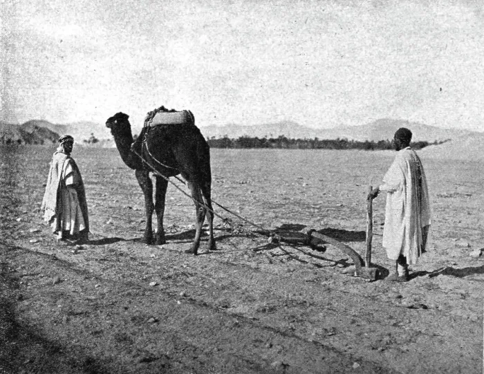Framed Print : Un charrue arabe; Afrique du nord, 1914. Creator: Unknown Framed Print : Un charrue arabe; Afrique du nord, 1914. Creator: Unknown