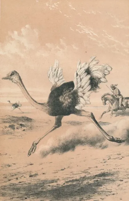 Framed Print : Chasing the Ostrich, c1880 Framed Print : Chasing the Ostrich, c1880