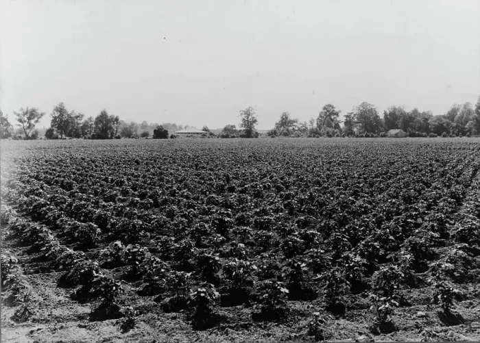 Framed Print : Check row planted cotton, Touchberry Plantation, Issaquena County, Mississippi, 1937. Creator: Dorothea Lange Framed Print : Check row planted cotton, Touchberry Plantation, Issaquena County, Mississippi, 1937. Creator: Dorothea Lange