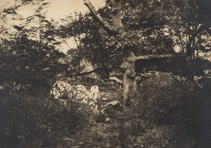 Framed Print : Chene dans les rochers aFontainebleau, 1849-52. Creator: Gustave Le Gray Framed Print : Chene dans les rochers aFontainebleau, 1849-52. Creator: Gustave Le Gray