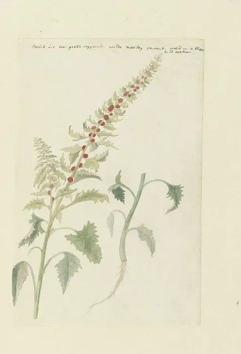 Framed Print : Chenopodium foliosum Aschers, formerly Blitum vergatum (Leafy goosefoot), 1778-1786. Creator: Robert Jacob Gordon Framed Print : Chenopodium foliosum Aschers, formerly Blitum vergatum (Leafy goosefoot), 1778-1786. Creator: Robert Jacob Gordon