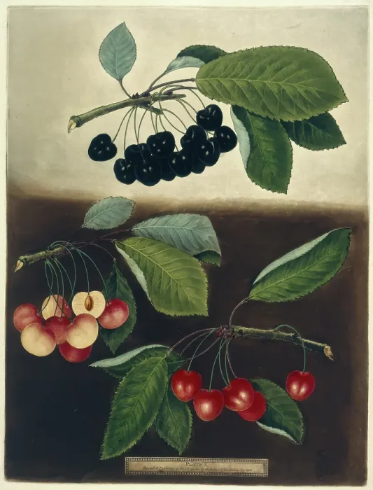 Framed Print : Cherries, 1812. Creator: George Brookshaw