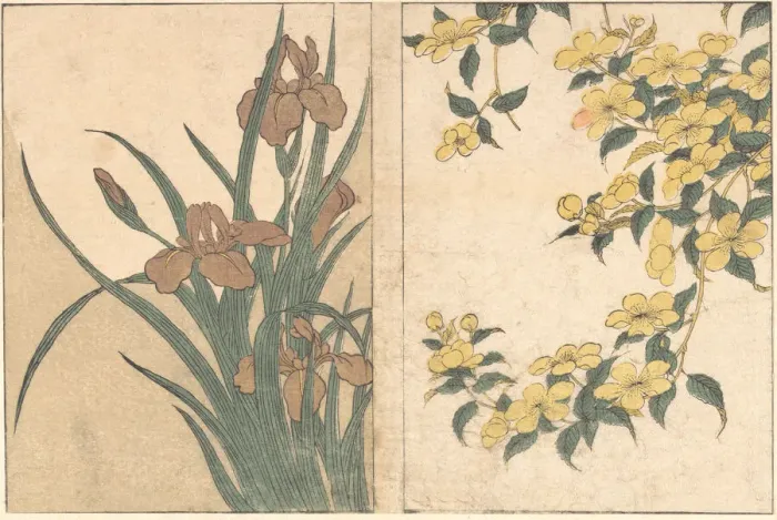 Framed Print : Cherry Blossoms and Irises, from the illustrated book Flowers of the Four Seasons, 1801