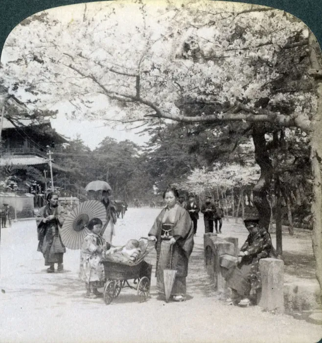 Framed Print : Under the cherry blossoms, looking northeast along the main avenue of Shiba Park, Tokyo, Japan, 1904Artist: Underwood & Underwood