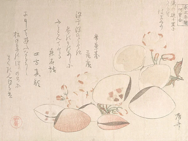 Cherry Blossoms and Shells, 19th century. 19th century. Creator: Shinsai