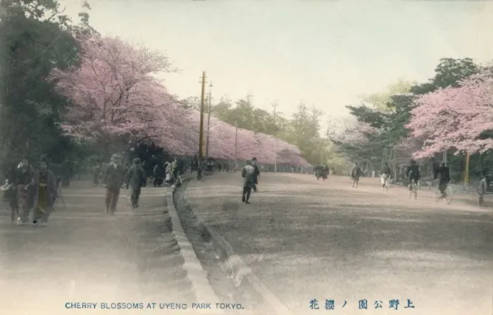 Framed Print : Cherry Blossoms At Uyeno Park Tokyo, c1910 Framed Print : Cherry Blossoms At Uyeno Park Tokyo, c1910