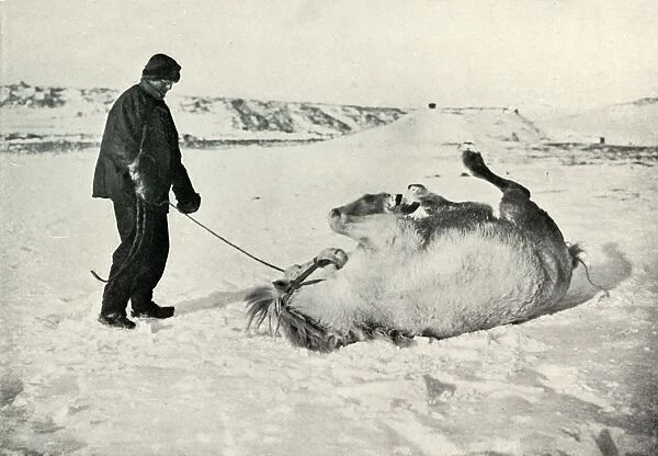 Cherry-Garrard Giving His Pony Michael A Roll in the Snow, c1911, (1913)