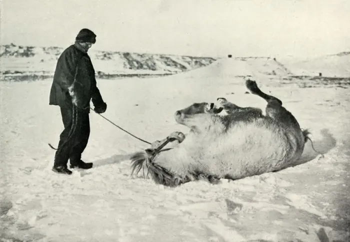 Framed Print : Cherry-Garrard Giving His Pony Michael A Roll in the Snow, c1911, (1913) Framed Print : Cherry-Garrard Giving His Pony Michael A Roll in the Snow, c1911, (1913)
