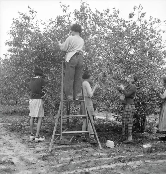 Framed Print : Cherry pickers near Millville, New Jersey, 1936. Creator: Dorothea Lange Framed Print : Cherry pickers near Millville, New Jersey, 1936. Creator: Dorothea Lange