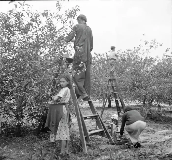 Framed Print : Cherry pickers near Millville, New Jersey, 1936. Creator: Dorothea Lange Framed Print : Cherry pickers near Millville, New Jersey, 1936. Creator: Dorothea Lange