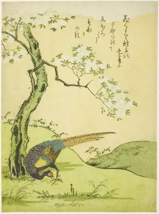 Framed Print : Cherry Tree and Pheasant, Japan, 1765. Creator: Komatsuya Hyakki Framed Print : Cherry Tree and Pheasant, Japan, 1765. Creator: Komatsuya Hyakki