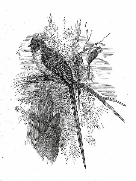 Chestnut-backed Coly, at the Zoological Society's Gardens...1876. Creator: Unknown