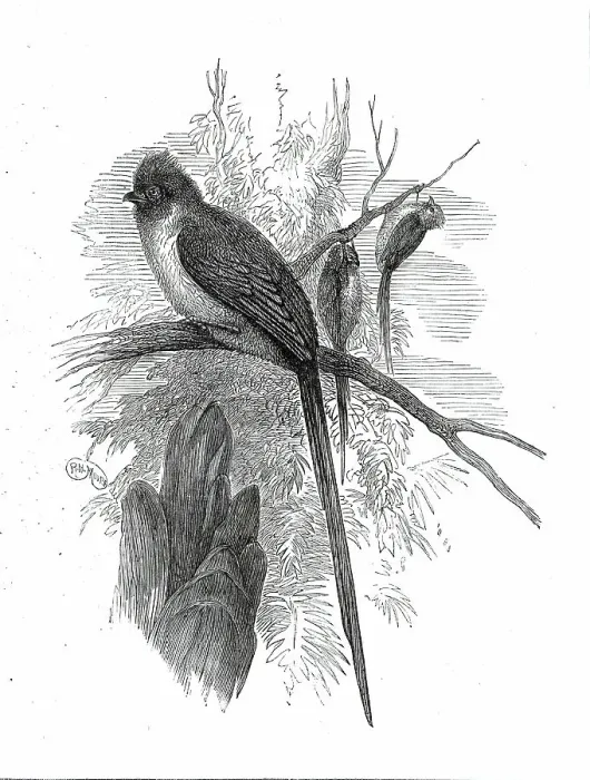 Framed Print : Chestnut-backed Coly, at the Zoological Society's Gardens...1876. Creator: Unknown Framed Print : Chestnut-backed Coly, at the Zoological Society's Gardens...1876. Creator: Unknown