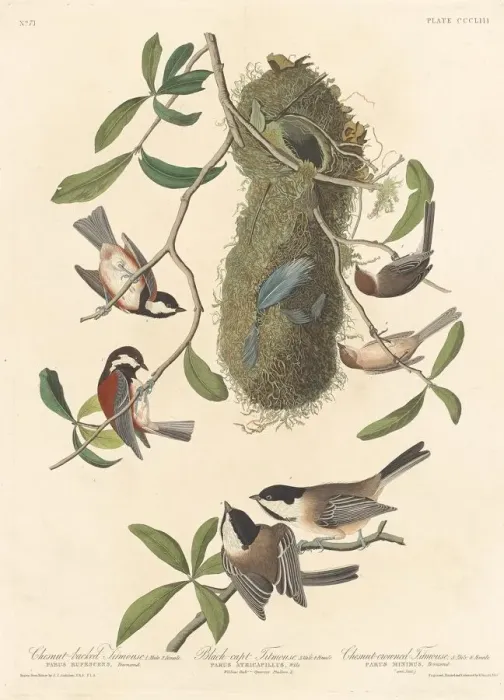 Framed Print : Chestnut-backed Titmouse, Black-capped Titmouse and Chestnut-crowned Titmouse, 1837 Framed Print : Chestnut-backed Titmouse, Black-capped Titmouse and Chestnut-crowned Titmouse, 1837