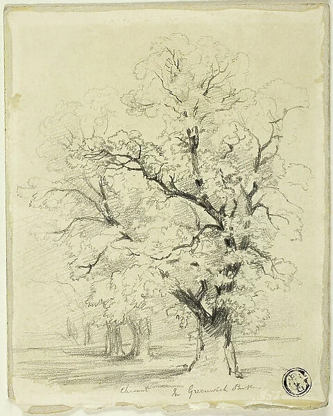 Ches[t]nut in Greenwich Park, n.d. Creator: Thomas Creswick