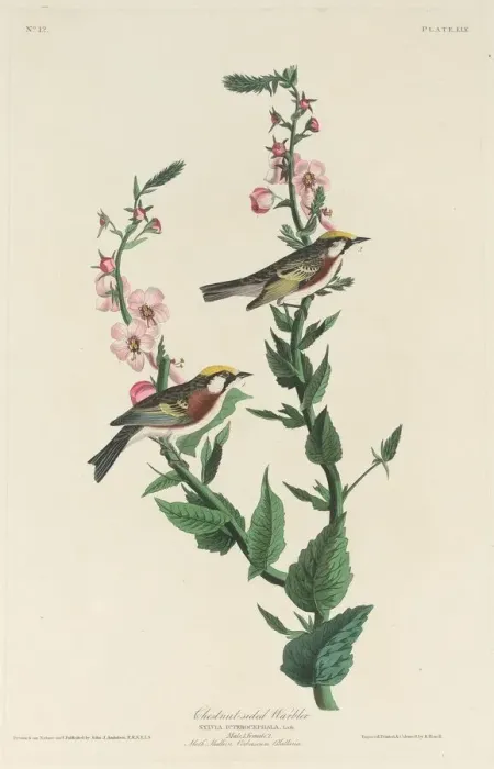 Framed Print : Chestnut-sided Warbler, 1829. Creator: Robert Havell Framed Print : Chestnut-sided Warbler, 1829. Creator: Robert Havell