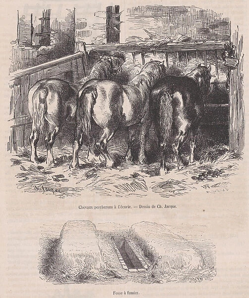 Chevaux percherons al ecurie;Fosse afumier;from Magasin Pittoresque