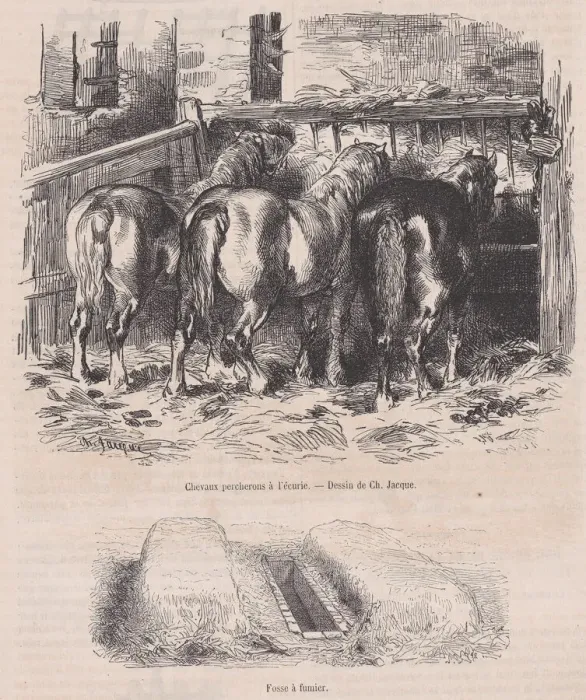 Framed Print : Chevaux percherons al ecurie;Fosse afumier;from Magasin Pittoresque Framed Print : Chevaux percherons al ecurie;Fosse afumier;from Magasin Pittoresque