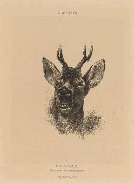 Framed Print : Chevreuil. Creator: Karl Bodmer Framed Print : Chevreuil. Creator: Karl Bodmer