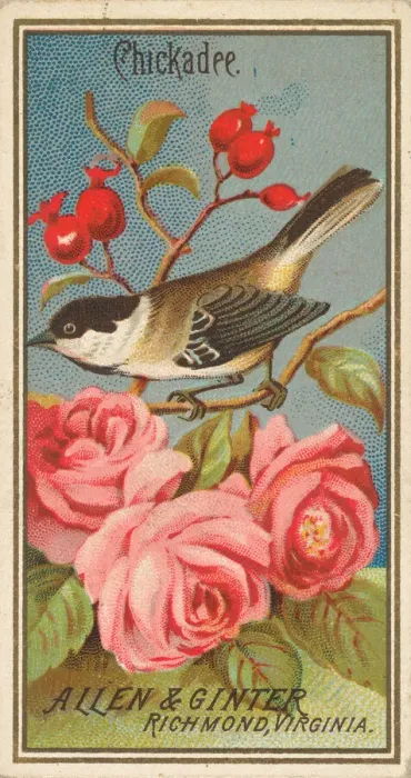 Framed Print : Chickadee, from the Birds of America series (N4) for Allen & Ginter Cigarettes Brands Framed Print : Chickadee, from the Birds of America series (N4) for Allen & Ginter Cigarettes Brands