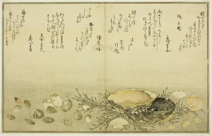 Framed Print : Chidori-gai, itaya-gai, awabi, utsuse-gai, asari-gai, and monoara-gai, from the illustrated...1789. Creator: Kitagawa Utamaro Framed Print : Chidori-gai, itaya-gai, awabi, utsuse-gai, asari-gai, and monoara-gai, from the illustrated...1789. Creator: Kitagawa Utamaro