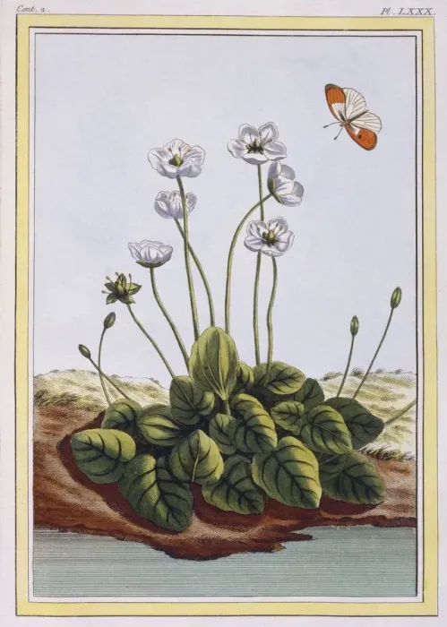 Framed Print : Chiendent de Parnasse (Grass of Parnassus), pub. 1776. Creator: Pierre Joseph Buchoz (1731-1807) Framed Print : Chiendent de Parnasse (Grass of Parnassus), pub. 1776. Creator: Pierre Joseph Buchoz (1731-1807)