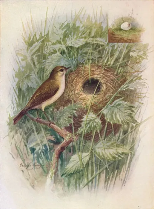 Framed Print : Chiff-Chaff - Phyllos copus ru fus, c1910, (1910). Artist: George James Rankin Framed Print : Chiff-Chaff - Phyllos copus ru fus, c1910, (1910). Artist: George James Rankin