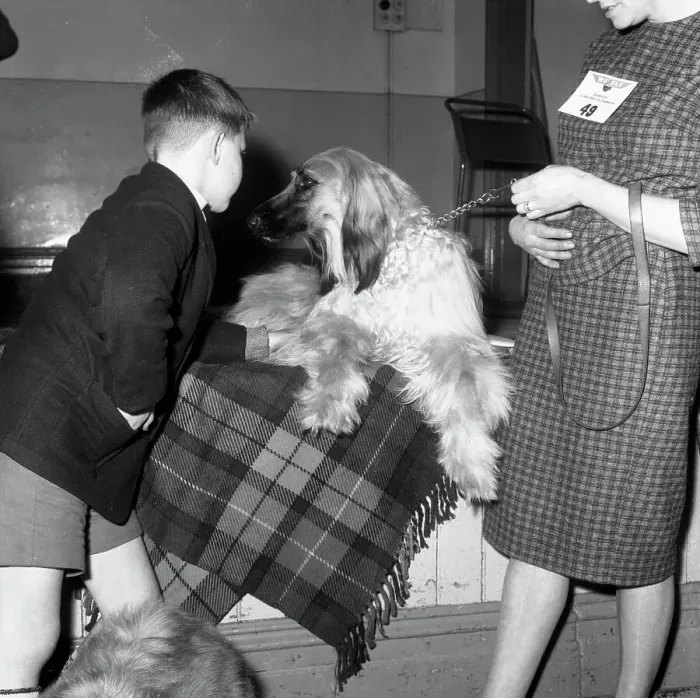 Framed Print : Child with an Afghan Hound at a dog show in Horden, County Durham, 1963. Artist Framed Print : Child with an Afghan Hound at a dog show in Horden, County Durham, 1963. Artist
