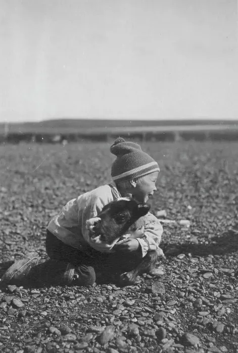 Framed Print : Child and calf, between c1900 and c1930. Creator: Unknown Framed Print : Child and calf, between c1900 and c1930. Creator: Unknown