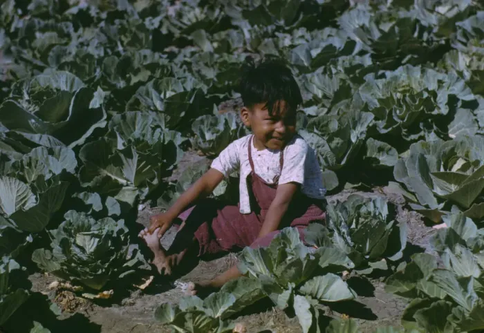 Framed Print : Child of a migratory farm laborer in the field during the harvest... FSA labor camp, Tex. 1942. Creator: Arthur Rothstein Framed Print : Child of a migratory farm laborer in the field during the harvest... FSA labor camp, Tex. 1942. Creator: Arthur Rothstein