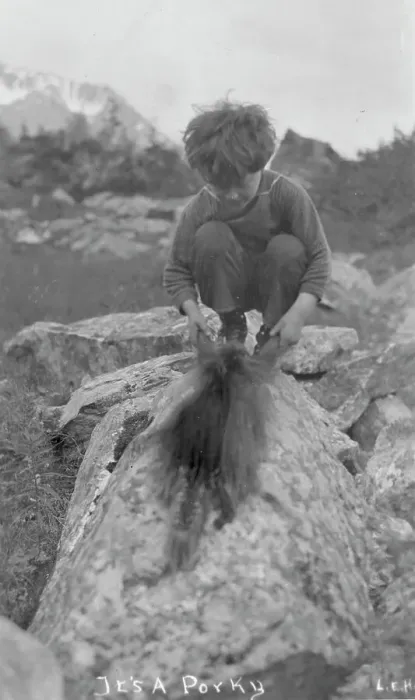 Framed Print : Child and porcupine, between c1900 and c1930. Creator: Unknown Framed Print : Child and porcupine, between c1900 and c1930. Creator: Unknown