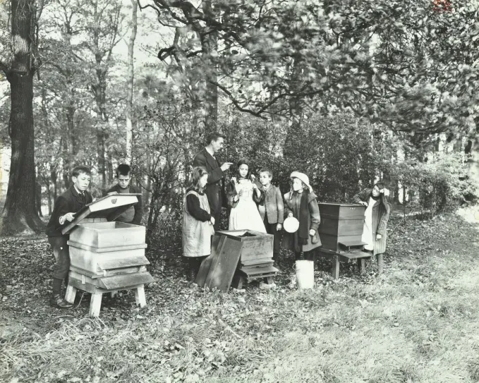 Framed Print : Children feeding bees for the winter, Shrewsbury House Open Air School, London, 1909 Framed Print : Children feeding bees for the winter, Shrewsbury House Open Air School, London, 1909