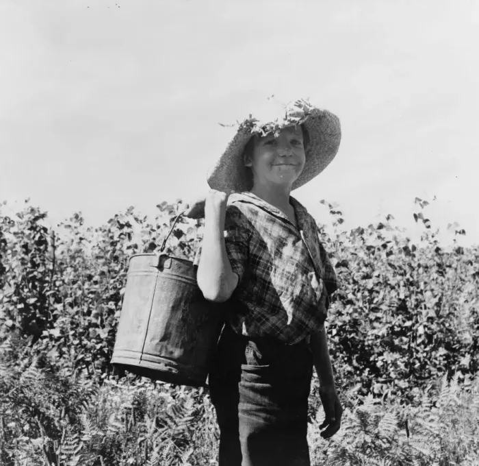 Framed Print : Many children work in the bean harvest, near West Stayton, Marion County, Oregon, 1939. Creator: Dorothea Lange Framed Print : Many children work in the bean harvest, near West Stayton, Marion County, Oregon, 1939. Creator: Dorothea Lange