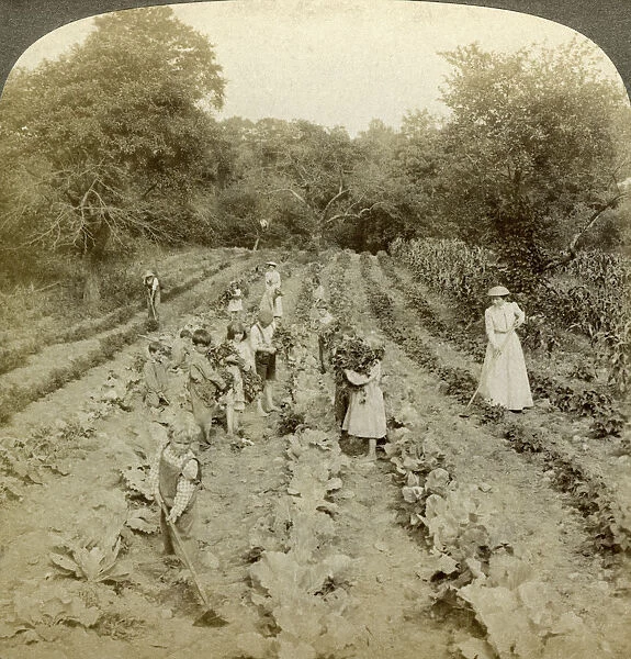 Children working in a vegetable garden, Salvation Army Home, Spring Valley, New York, USA. Artist: Underwood & Underwood