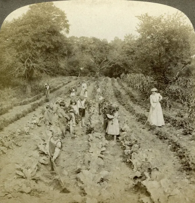 Framed Print : Children working in a vegetable garden, Salvation Army Home, Spring Valley, New York, USA. Artist: Underwood & Underwood Framed Print : Children working in a vegetable garden, Salvation Army Home, Spring Valley, New York, USA. Artist: Underwood & Underwood