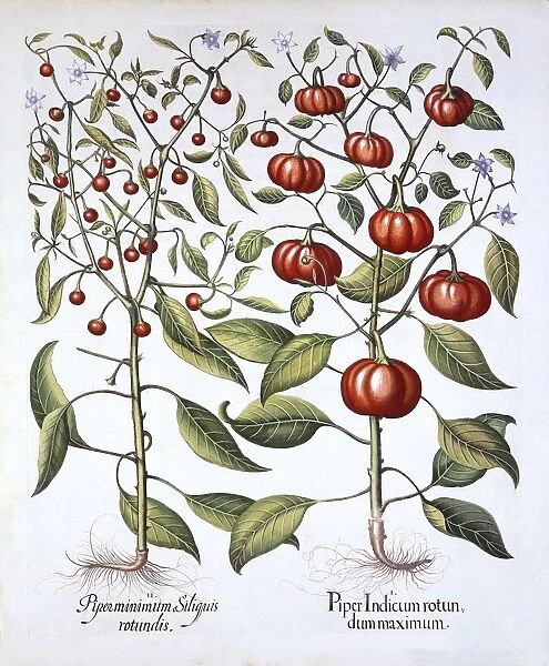 Chili Pepper [Nightshade Family], from Hortus Eystettensis, by Basil Besler (1561-1629), pub