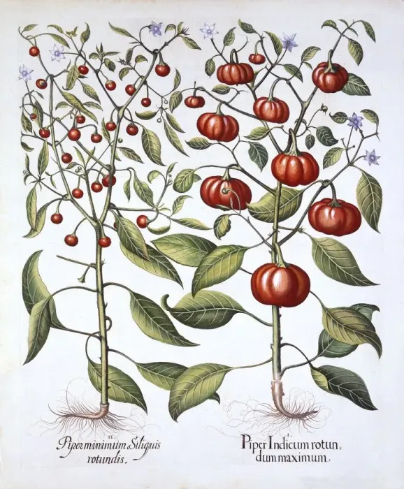 Framed Print : Chili Pepper [Nightshade Family], from Hortus Eystettensis, by Basil Besler (1561-1629), pub
